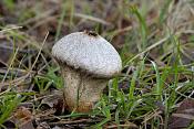 stuifzwam (lycoperdon sp.) 02-2011 4095